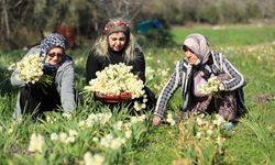 Nergis hasadı yüzleri güldürdü