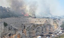 Yanan ormanlar yeniden ağaçlandırılmalı