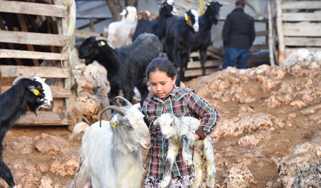 Hayvanlar için 1200 dekara gübre