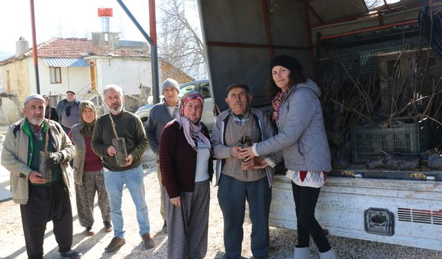 Çiftçilere ceviz ve meyve ağacı fidanı dağıtılıyor