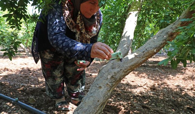 Büyükşehir’den üreticiye faydalı böcek