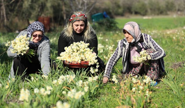 Nergis hasadı yüzleri güldürdü