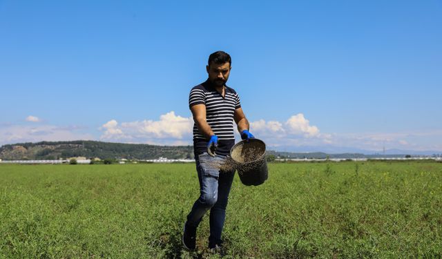 Aksu’daki meralarda iyileştirme çalışması